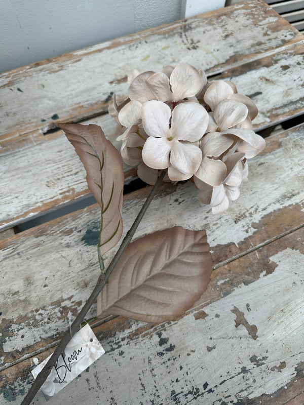 Hydrangea Oyster mocha stem