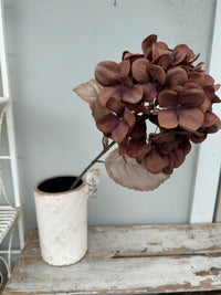 Hydrangea Dark mocha stem