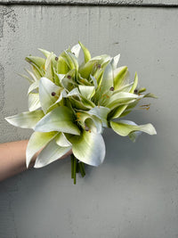 Lily Bundle cream/green