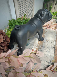 Bulldog Black midsized