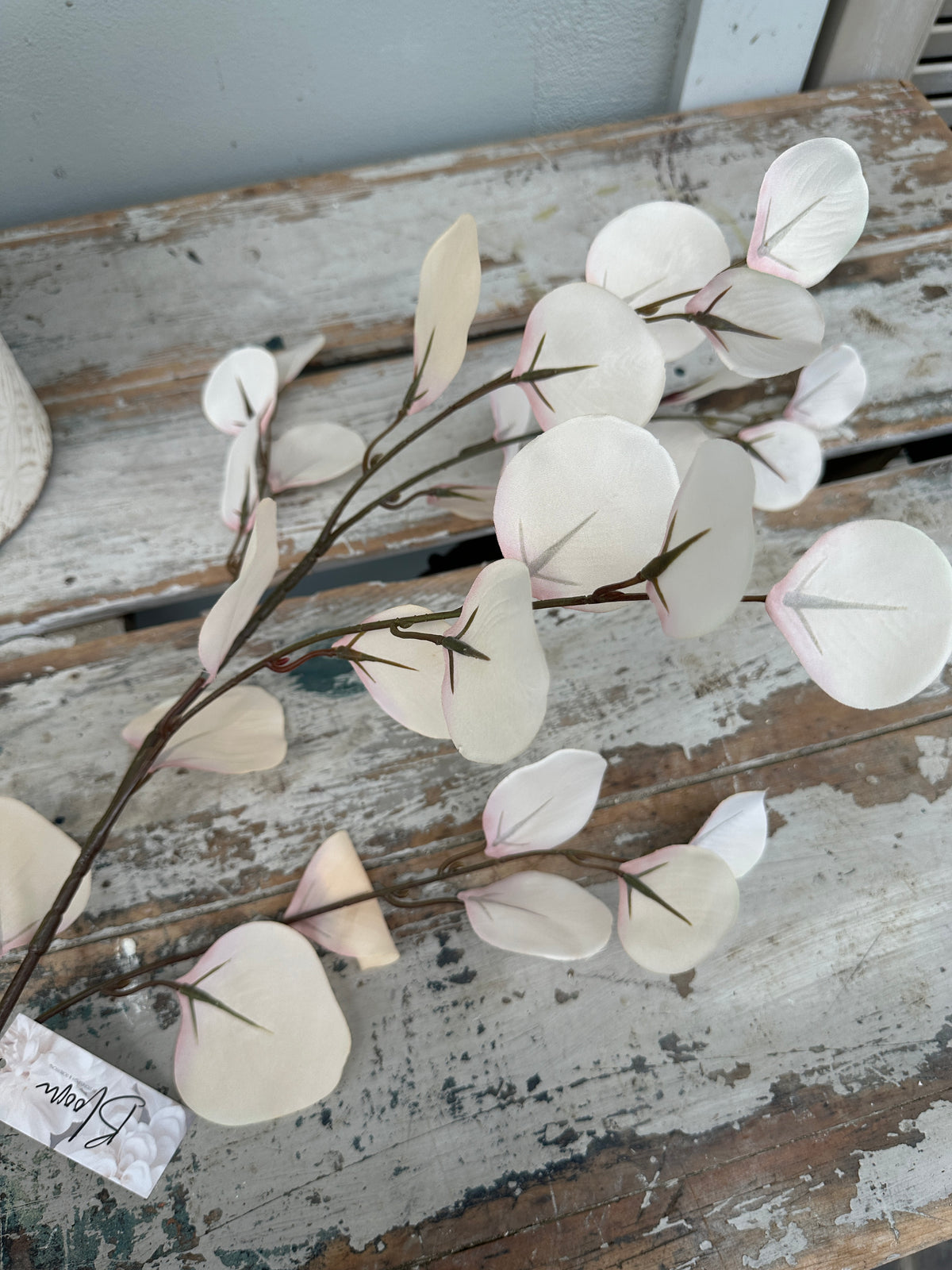 French Eucalyptus Antique white stem