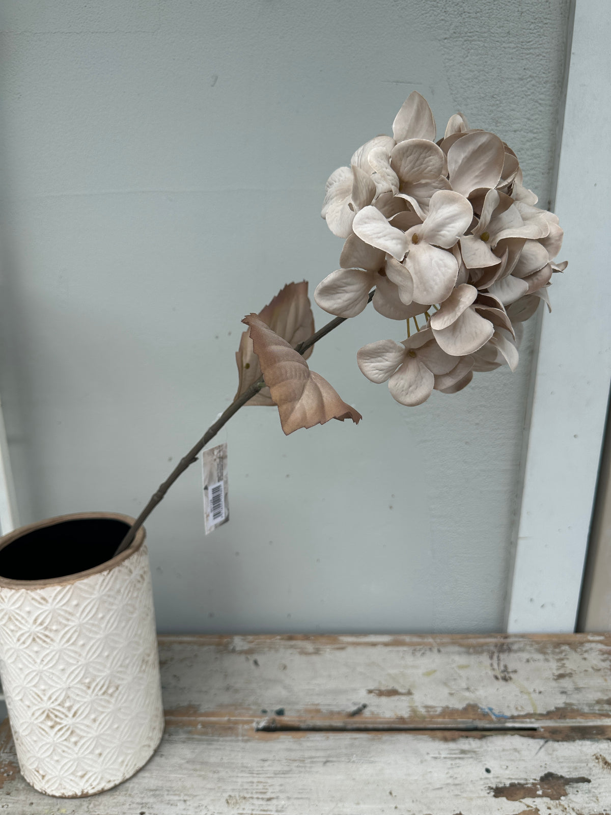 Hydrangea Oyster mocha stem