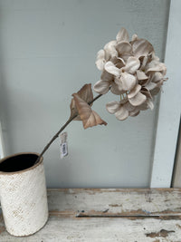 Hydrangea Oyster mocha stem