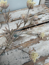 Milk Thistle stem