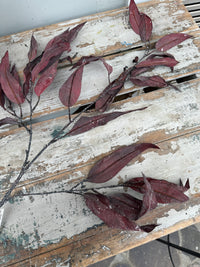 Eucalyptus Burgundy spray stem