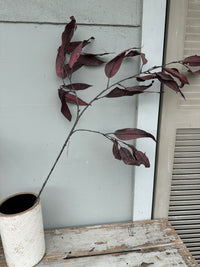 Eucalyptus Burgundy spray stem