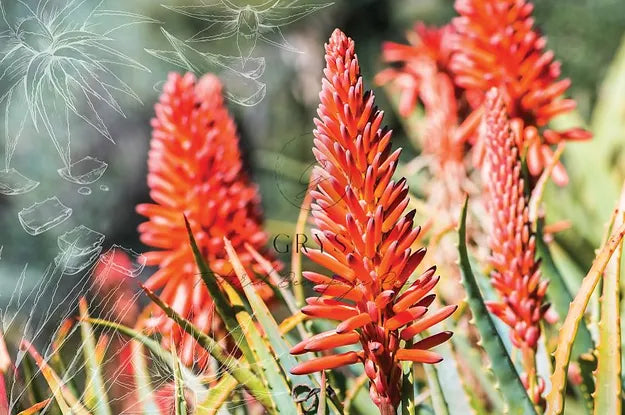 Red Aloes Paper for Decoupage A1