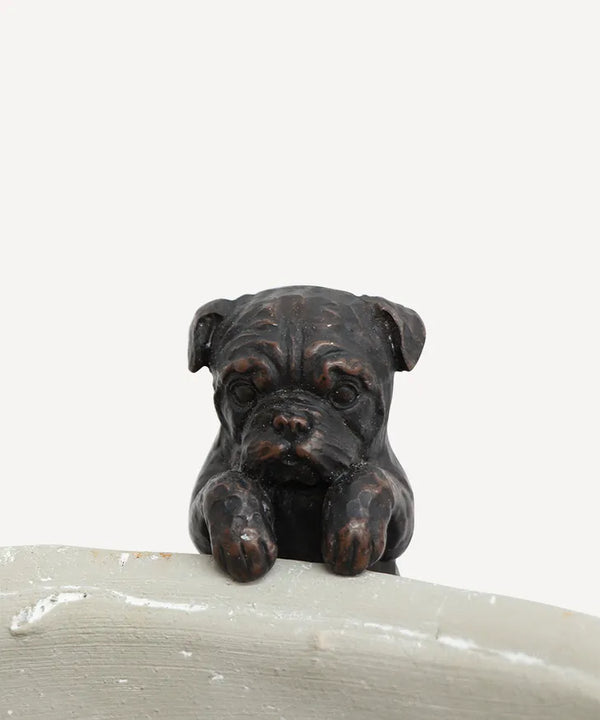 French Bulldog hanging  Black & Brown